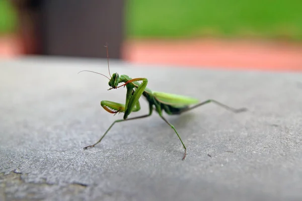 Une Mante Priante Sur Béton — Photo