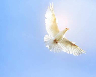 Beyaz Tüy kanat güvercin orta hava berrak mavi gökyüzünün karşı uçan kuş