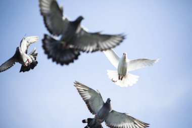 posta güvercini karşı uçan kuş sürüsü açık mavi gökyüzü