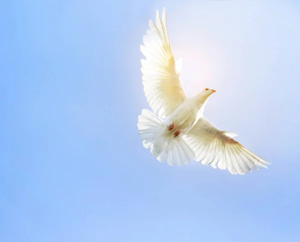 Weiße Federflügel Taube Vogel Fliegen Der Luft Gegen Klaren Blauen Stockbild