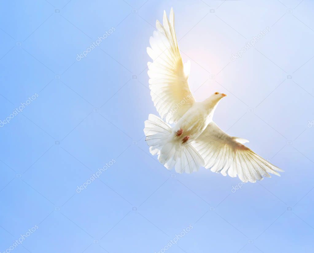 white feather wing pigeon bird flying mid air against clear blue sky