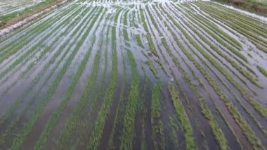 İnsansız hava aracı tarım alanının üzerinde uçuyor