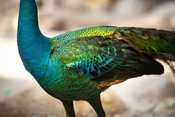 Close Beautiful Feather Indian Peacock — Stock Photo, Image