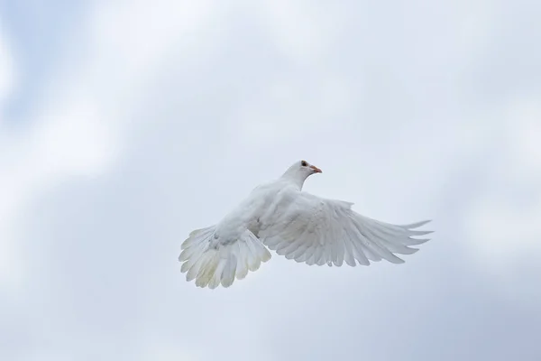 White Feather Homing Pigeon Flying Sky — Stock Photo, Image