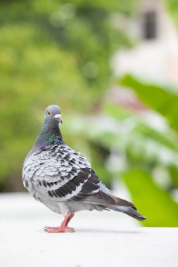 posta güvercini kuş ev çatı üzerinde tüy preening tam vücut