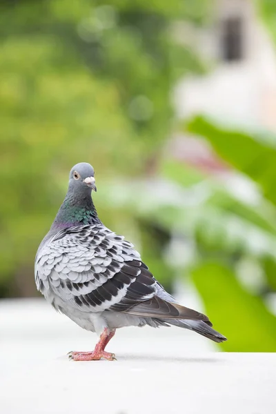 Full Body Homing Pigeon Bird Preening Feather Home Loft — Stock Photo, Image