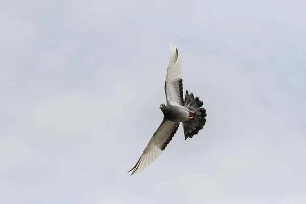 Pássaro Pombo Homing Voando Com Penas Asa Larga — Fotografia de Stock