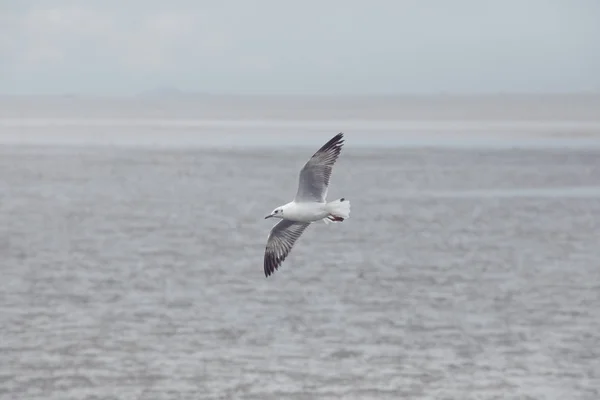 Jeden Pták Moře Racek Letící Nad Obyčejný Moře Pobřeží — Stock fotografie