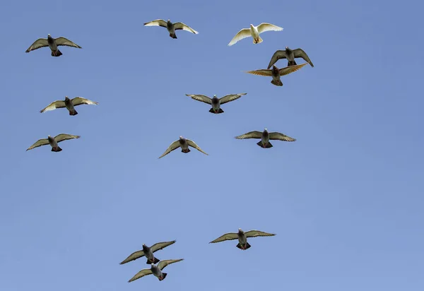 Rebanho Velocidade Pombo Corrida Pássaro Voando Contra Céu Azul Claro — Fotografia de Stock