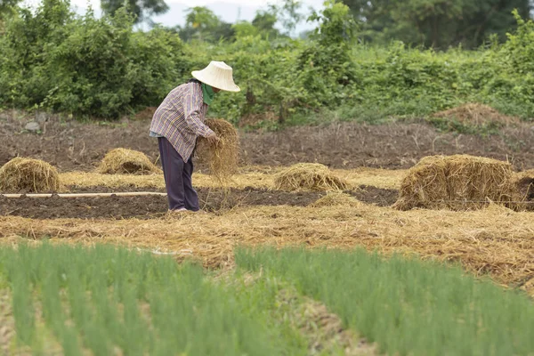 Agricultor tailandés plantación de verduras orgánicas con paja de arroz seco — Foto de Stock