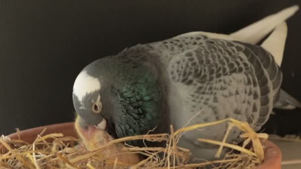 Taubenmännchen Brütet Neugeborenes Aus — Stockvideo