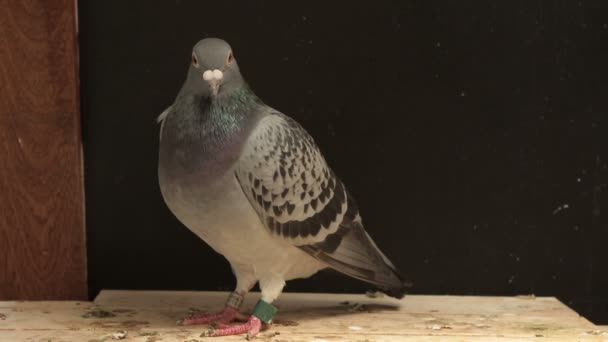 Naprowadzające Speed Racing Pigeon Ptak — Wideo stockowe