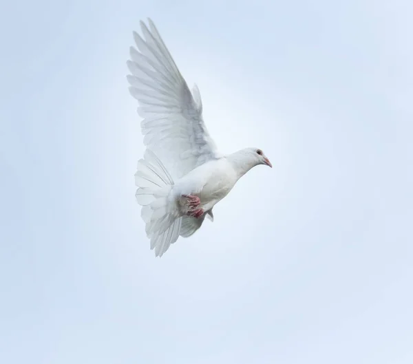 Białe Pióro Ptak Gołąb Latające Powietrzu — Zdjęcie stockowe