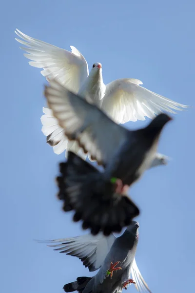 white feather pigeon in flying flock against clear blue sky