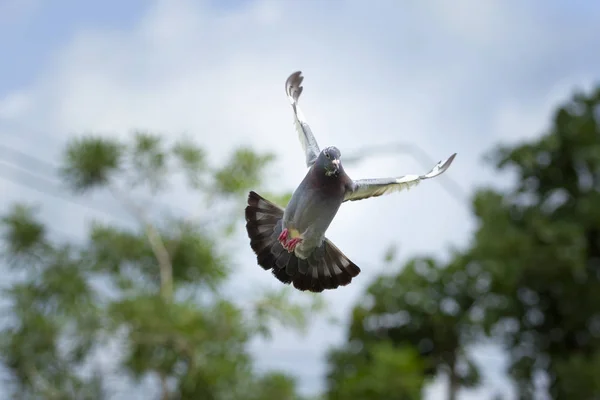 Federflügel Des Heimischen Taubenvogels Schwebt Der Luft — Stockfoto