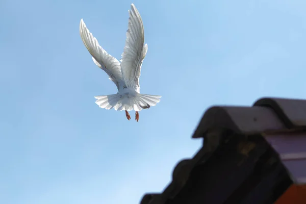Pena Branca Homing Pombo Pássaro Aproximando Para Pousar Telhado Casa — Fotografia de Stock