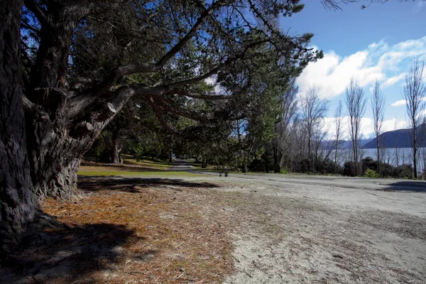 Pine Wood Lake Wanaka Most Popular Traveling Destination New Zealand — Stock Photo, Image