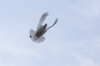 Açık mavi gökyüzü karşı havada uçan beyaz tüy
