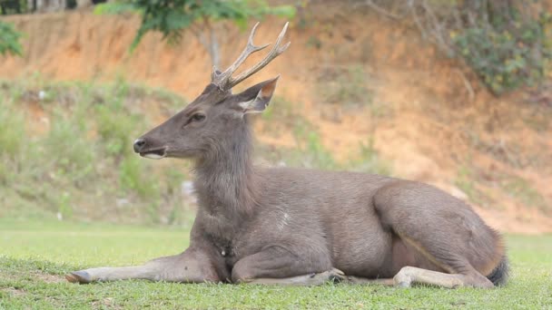 Sambar Deer Liggande Djungeln Fält — Stockvideo