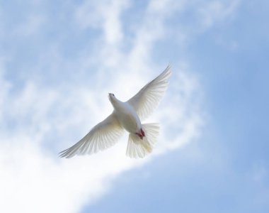  Beyaz Tüy posta güvercini karşı güzel parlak mavi gökyüzü uçan üst görünümü