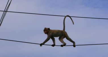 Elektrikli tel üzerinde yürüyen maymun