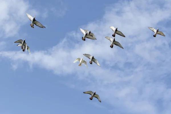Rebanho Voador Pombo Corrida Velocidade Contra Céu Azul — Fotografia de Stock