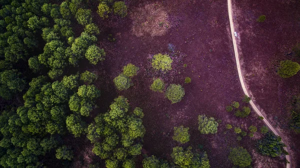 bird eye view of decidous forest field in northern of thailand