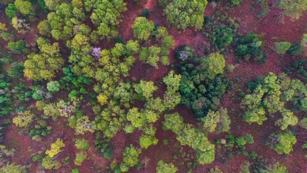 Vista Aérea Floresta Madeira Pinho Norte Tailândia — Vídeo de Stock