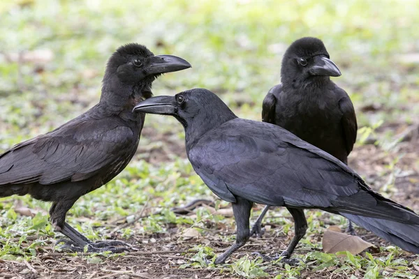 Troupeau Oiseaux Corbeaux Sur Champ Naturel — Photo