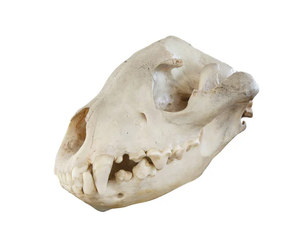 Cranio Testa Iena Isolato Sfondo Bianco — Foto Stock