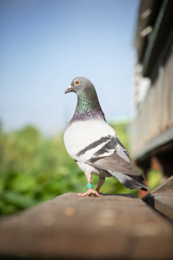 tam vücut üzerinde ahşap zemin tıraşlama güvercin yarışı hız yukarıya kapatmak