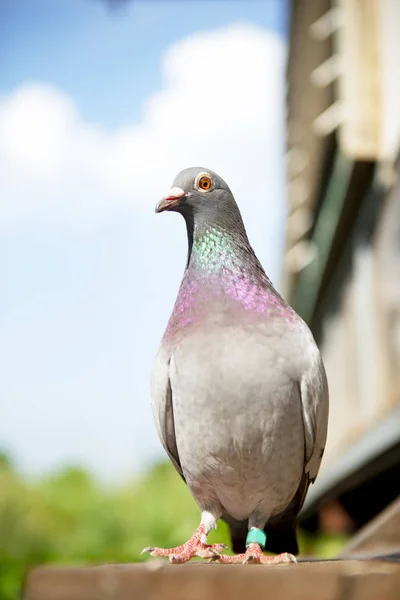 Voller Körper Der Speed Renntaube Aus Nächster Nähe — Stockfoto