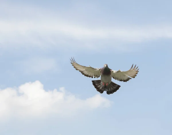 Velocidade Corrida Pombo Voando Contra Céu Azul Claro — Fotografia de Stock