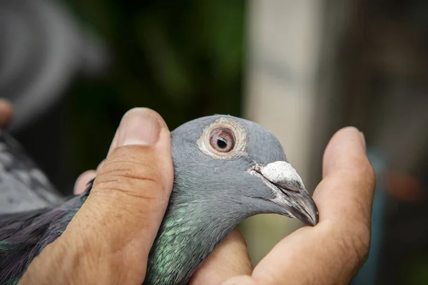 Chiudere Gli Occhi Testa Della Velocità Piccione Uccello Corsa — Foto Stock