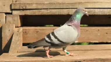 evde çatı yürüme güvercin yarışı hız