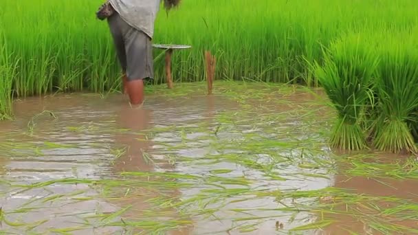 Thai Farmer Preparing Rice Sprout Agricultural Area — Stock Video