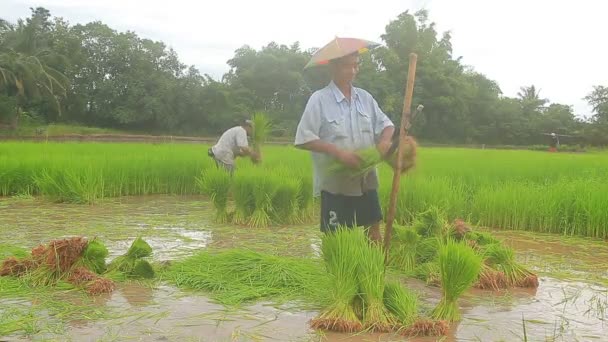 Petchabun Thailand August13 2016 Thai Farmer Petchabun Province Preparing Rice — Stock Video