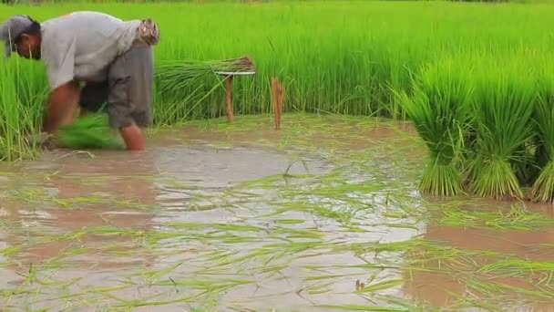 Petchabun Ταϊλάνδης August13 2016 Ταϊλάνδης Αγρότης Στην Επαρχία Petchabun Προετοιμασία — Αρχείο Βίντεο
