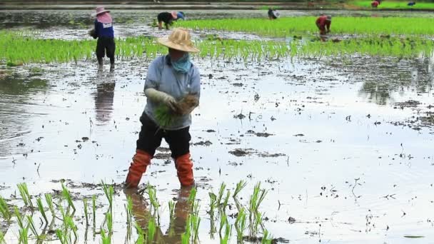 Petchabun August13 2016 Petchabun 省的泰国农民在农业地区准备水稻苗 — 图库视频影像