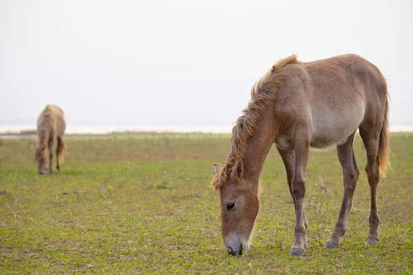Cavalo Cor Marrom Campo Verde — Fotografia de Stock