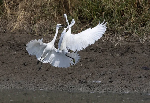 fighting of egret bird on mud flat