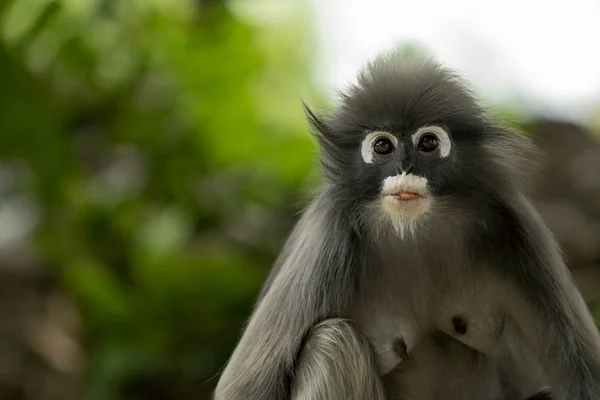 Close Face Folhas Macaco Contra Fundo Borrão Verde — Fotografia de Stock