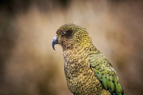 Закрыть Голову Счет Кеа Птица Земляной Попугай Новой Зеландии — стоковое фото