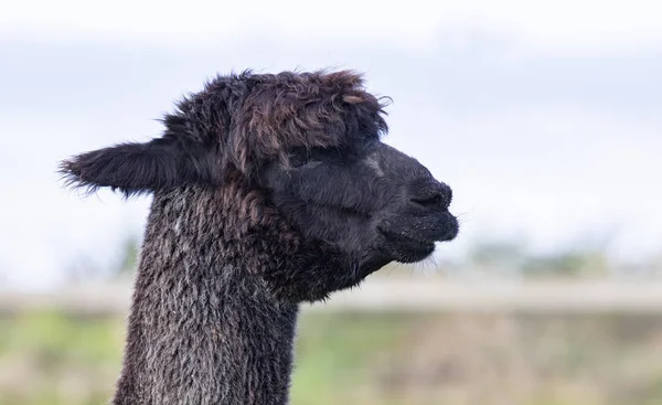 Close Head Black Fur Alpaca Domestic Farm — Stock Photo, Image