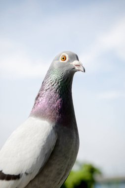 pigeon kuş açık yarış hız baş yukarı kapatın