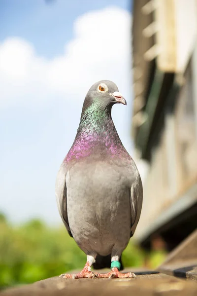 Full Body Speed Racing Pigeon Standing Home Loft Trap — Stock Photo, Image