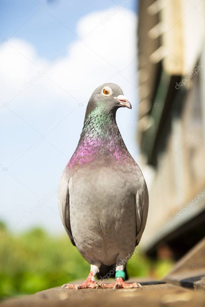 full body of speed racing pigeon standing at home loft trap