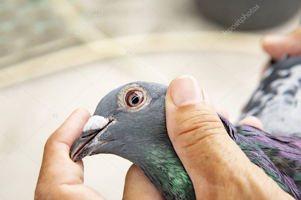 close-up face and eyesight of speed racing pigeon bird in owner hand