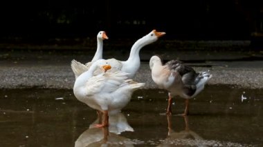 Kaz sürüsü Tüylerini yere seriyor