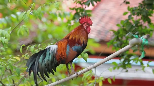 Ayam Domestik Timur Dari Thailand — Stok Video